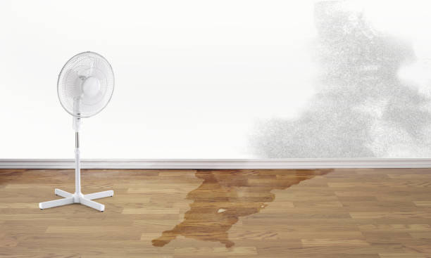 Carpet water damage restoration in Diamondhead, MS